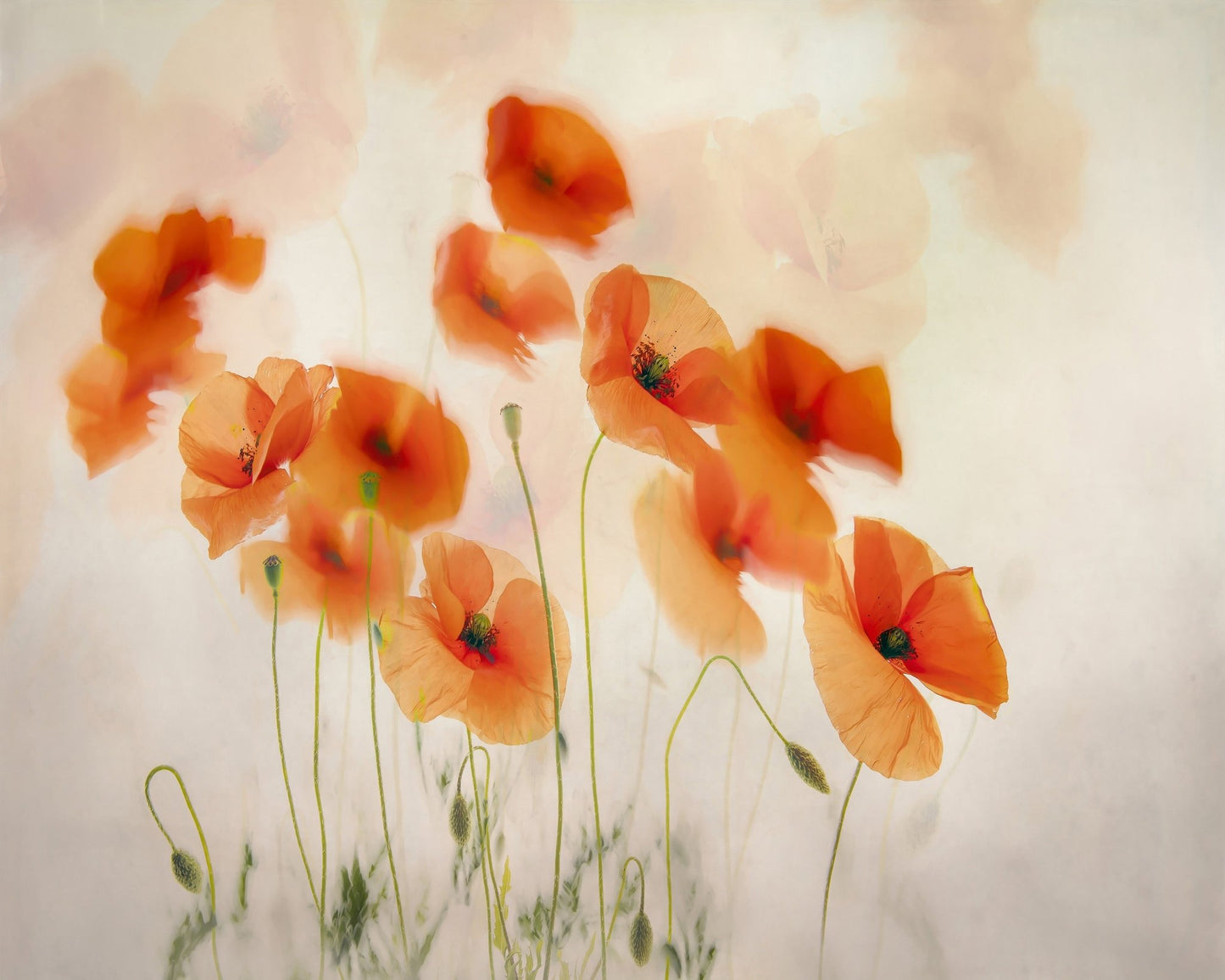 Orange Poppies Field
