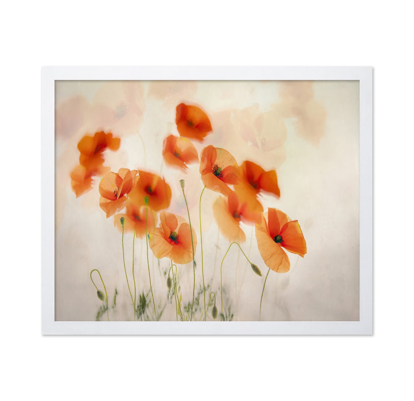 Orange Poppies Field