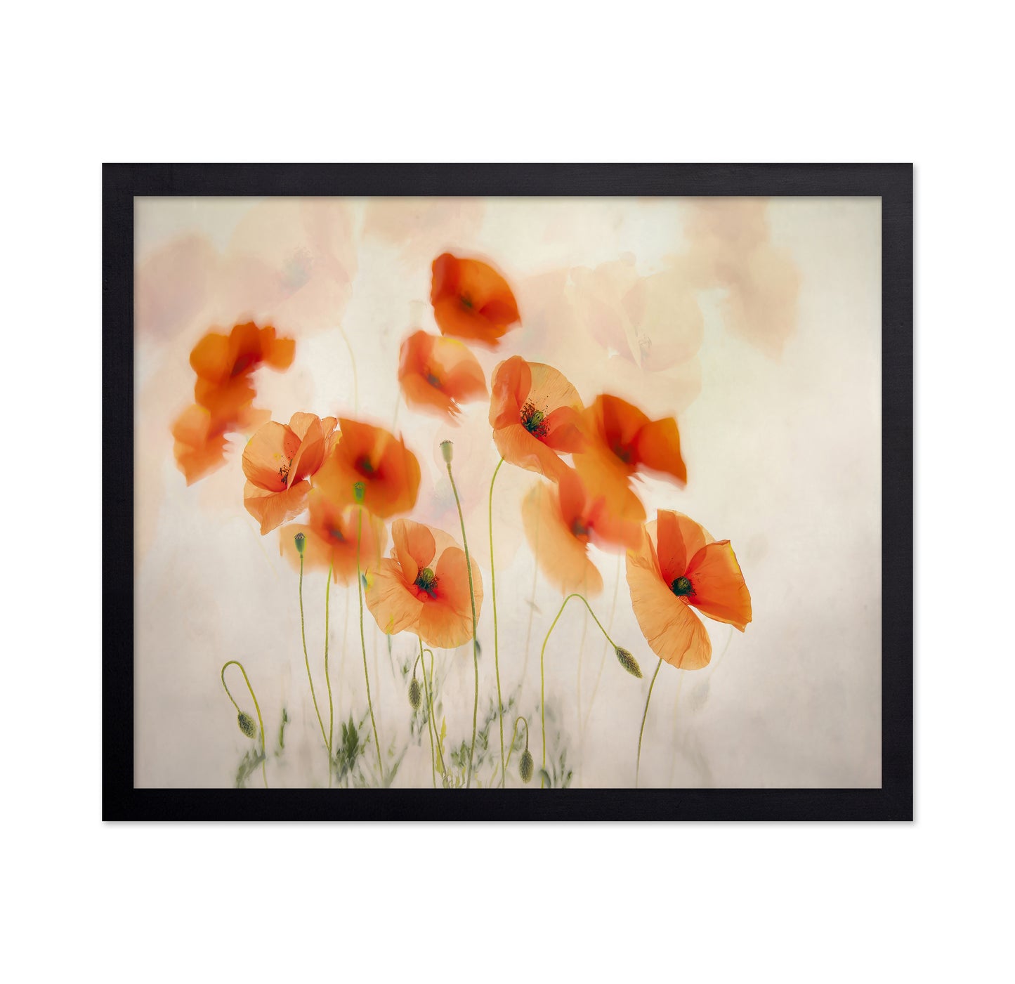 Orange Poppies Field