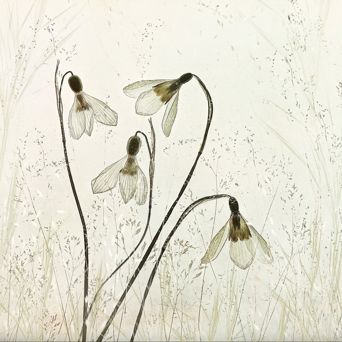Vintage Snowdrop Flowers