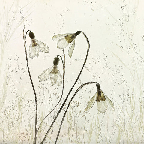 Vintage Snowdrop Flowers