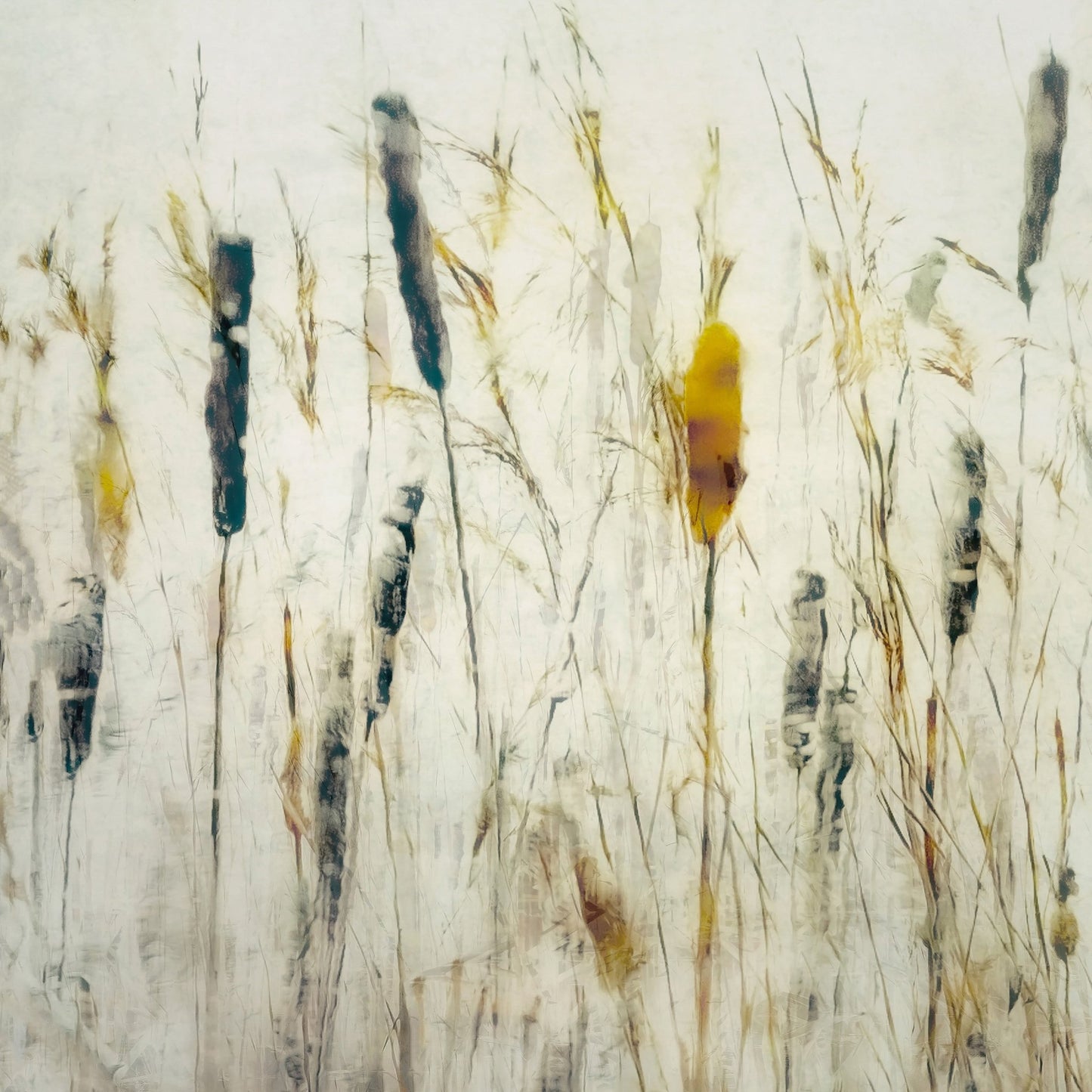 Soft Marsh Reeds