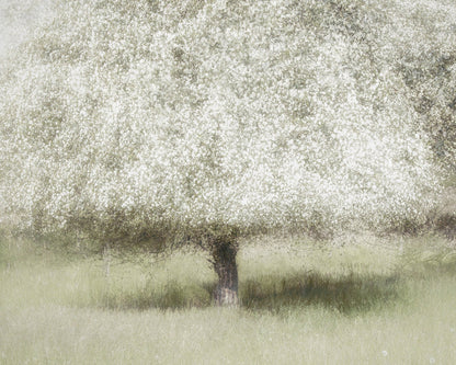 Blooming Orchard Tree