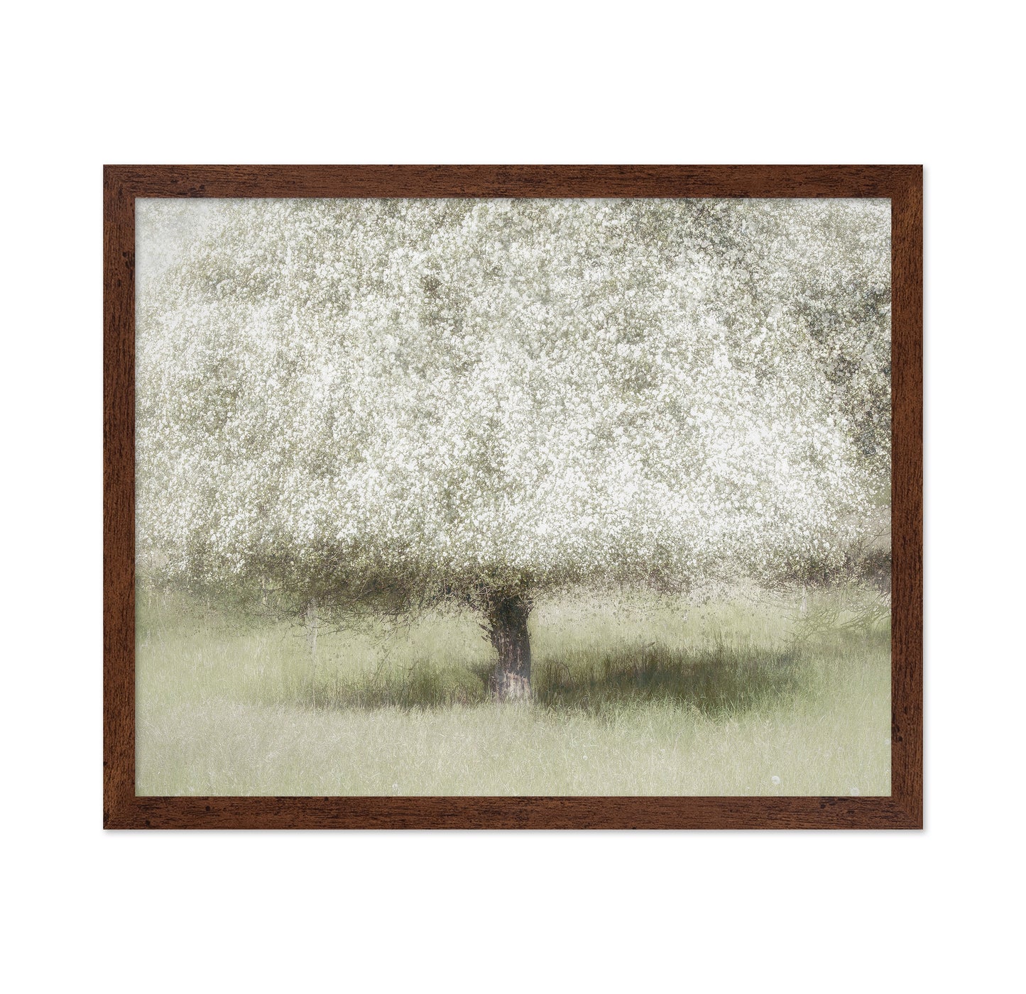 Blooming Orchard Tree
