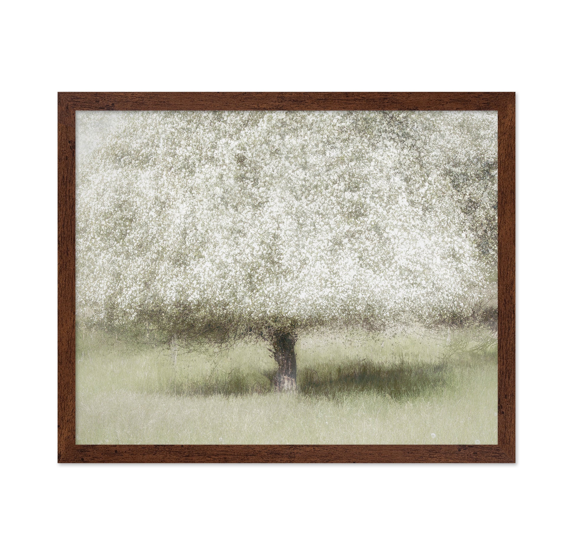Blooming Orchard Tree