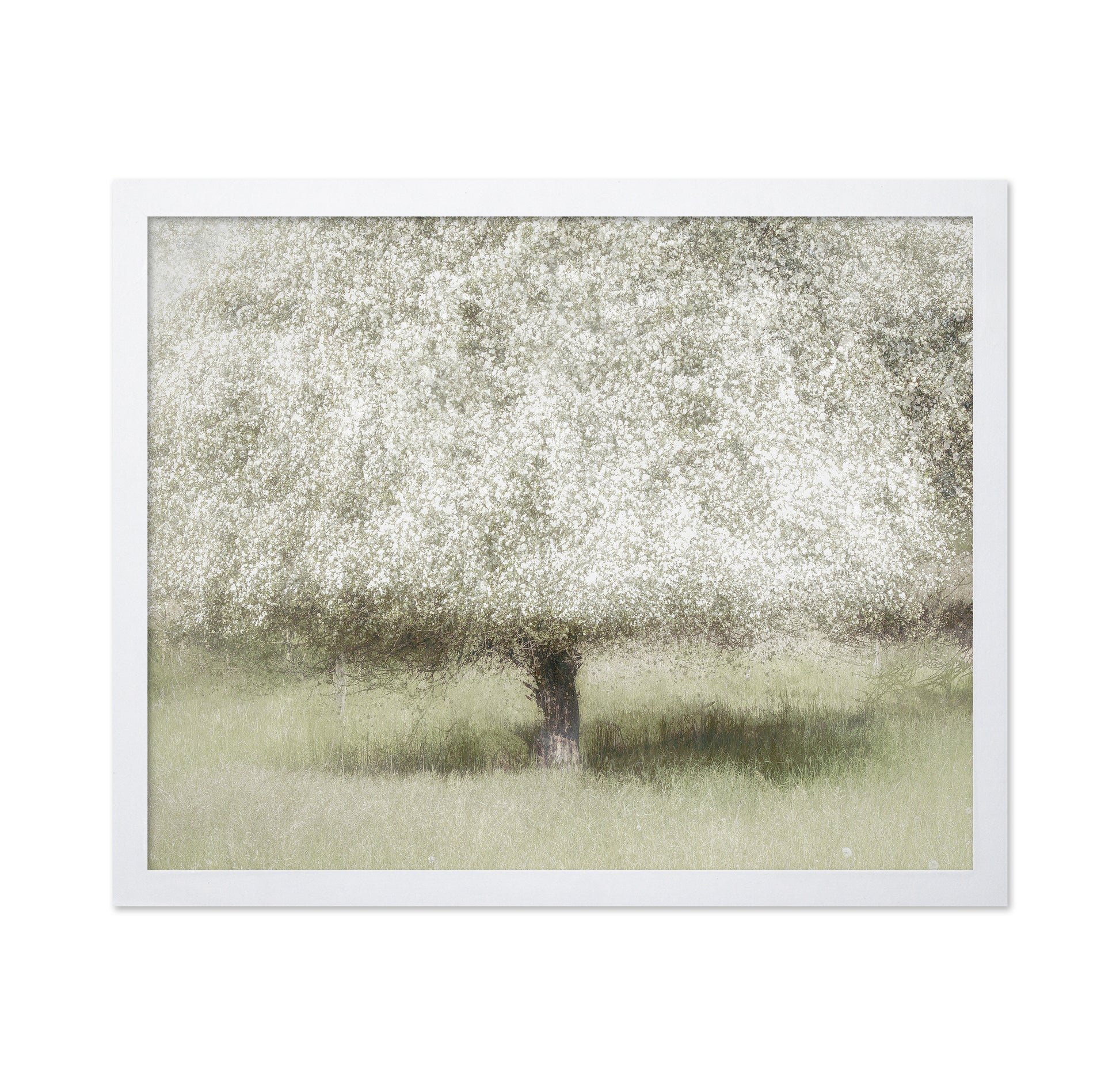 Blooming Orchard Tree