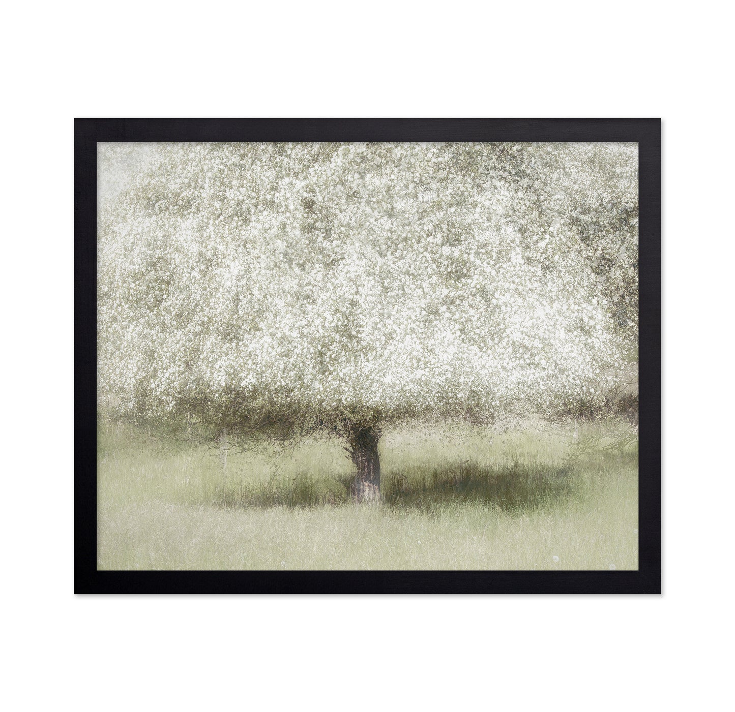 Blooming Orchard Tree