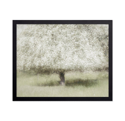 Blooming Orchard Tree
