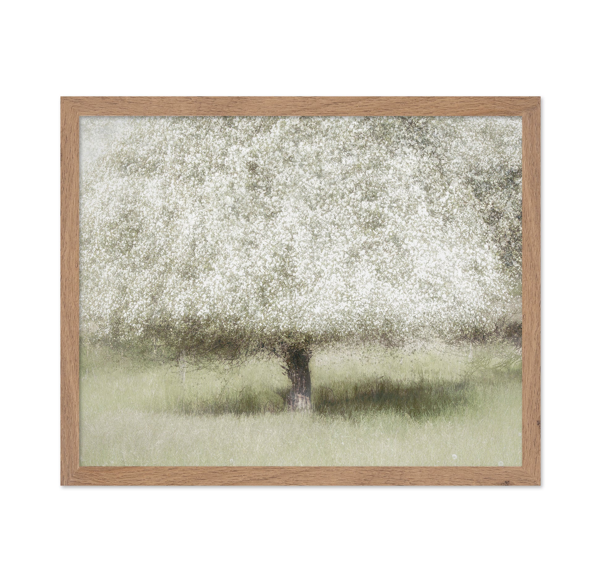 Blooming Orchard Tree