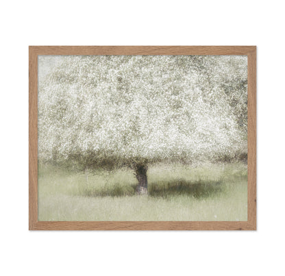 Blooming Orchard Tree