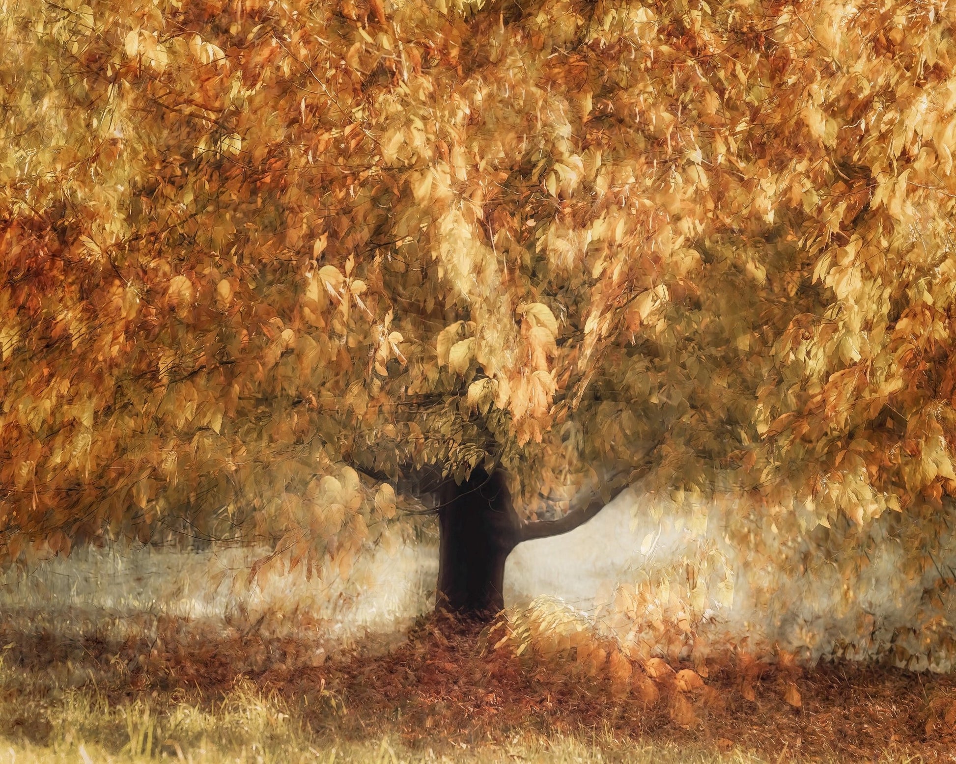 Golden Autumn Tree