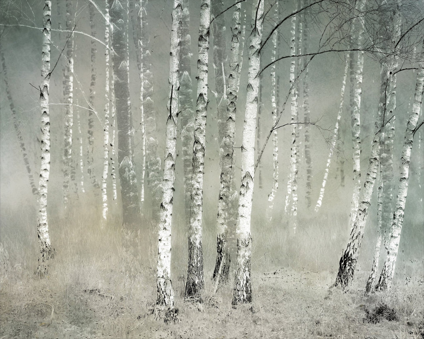 Misty Birch Forest No1