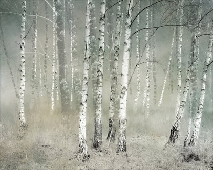 Misty Birch Forest No1