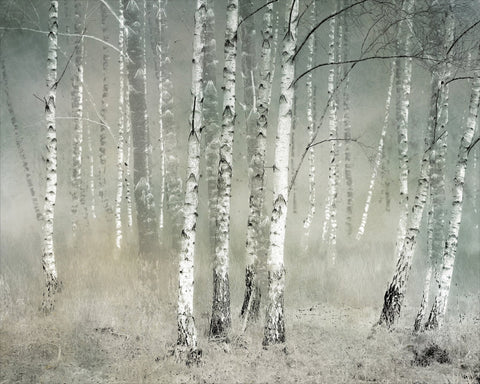 Misty Birch Forest No1