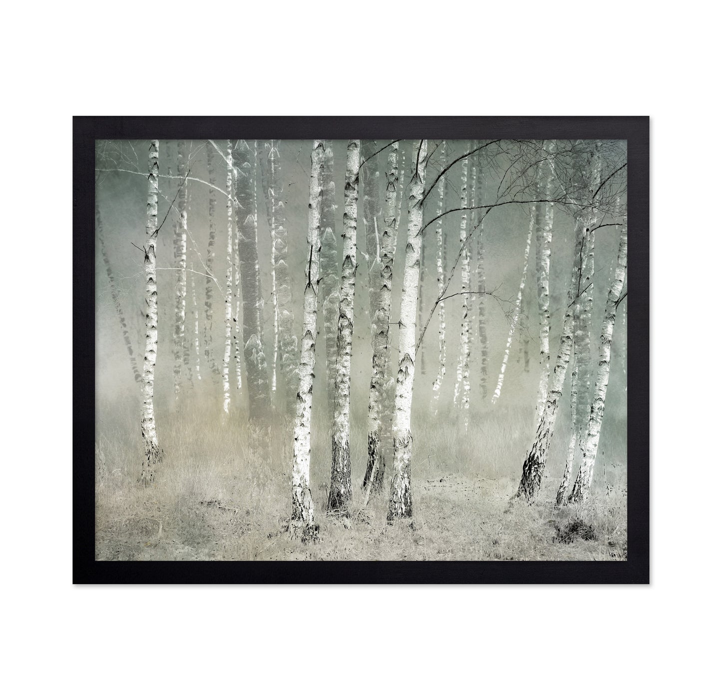 Misty Birch Forest No1