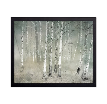 Misty Birch Forest No1