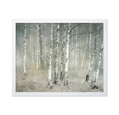 Misty Birch Forest No1