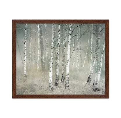 Misty Birch Forest No1