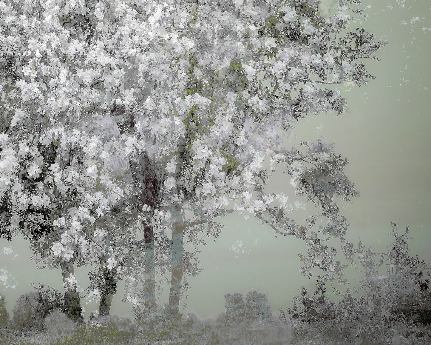 White Blossom Tree