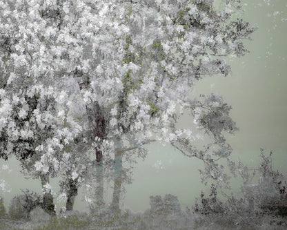 White Blossom Tree