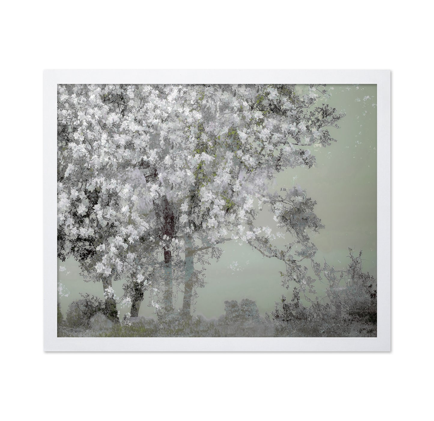 White Blossom Tree