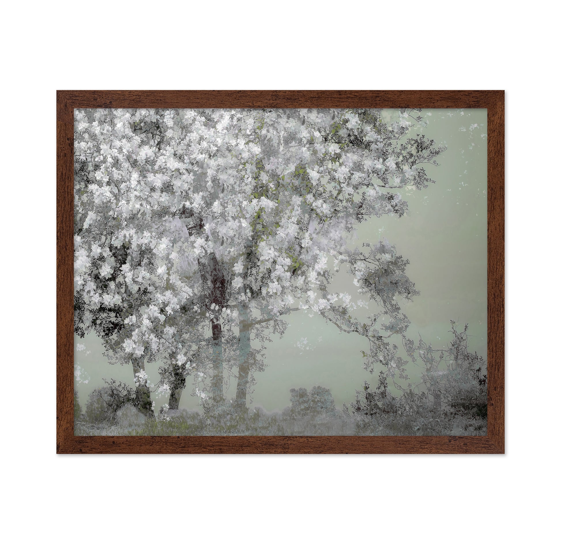 White Blossom Tree