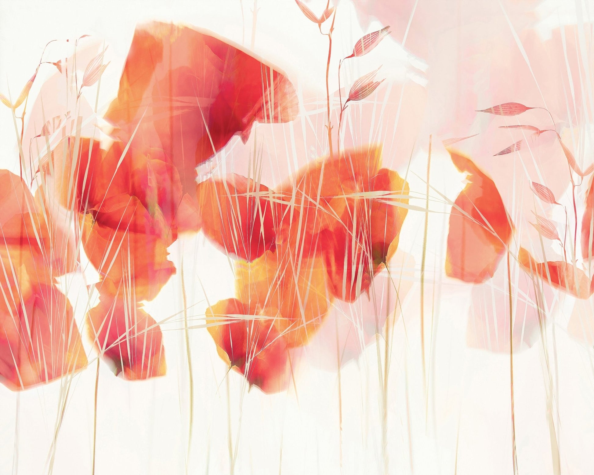 Abstract Poppy Glow