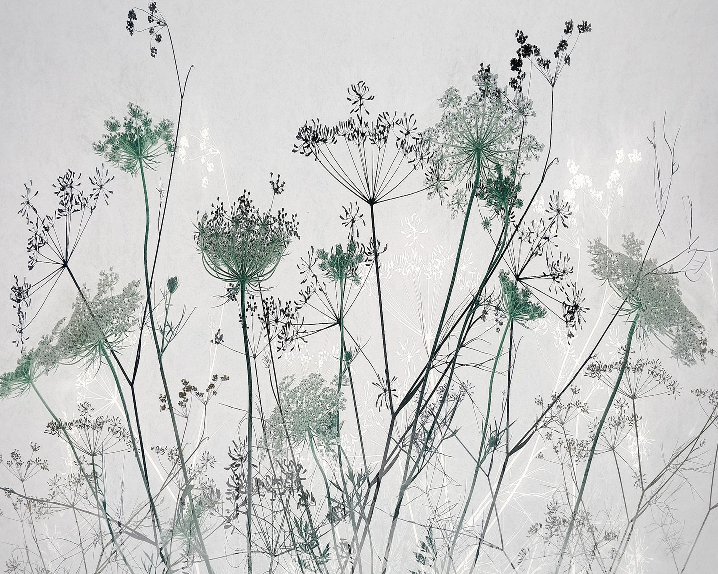 Wildflower Silhouette No1