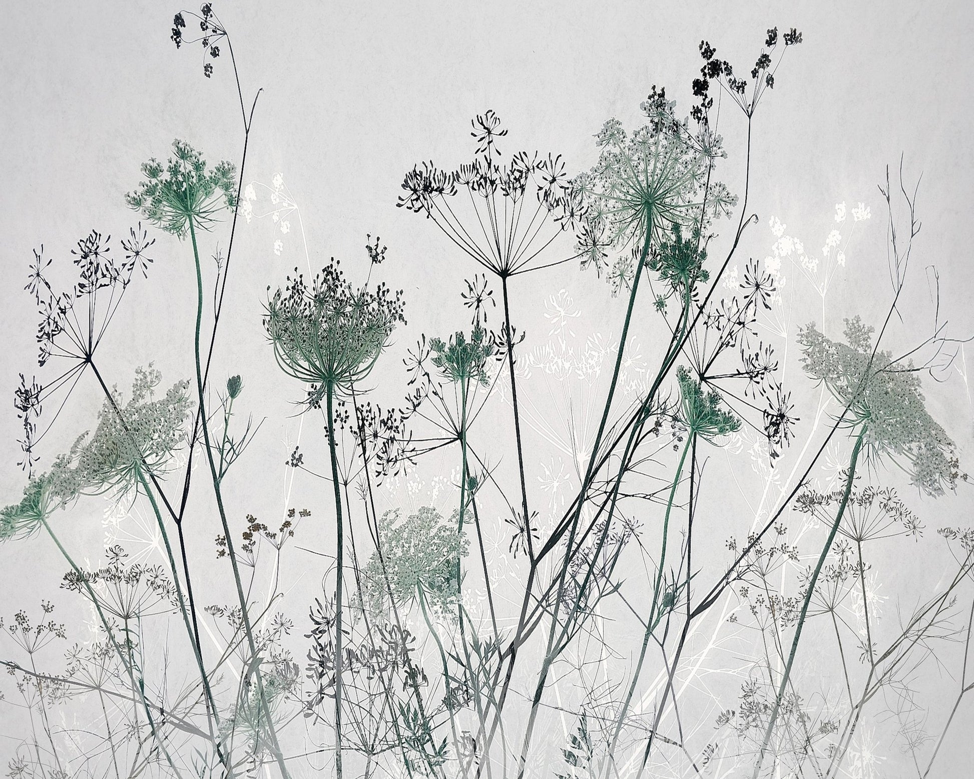 Wildflower Silhouette No1