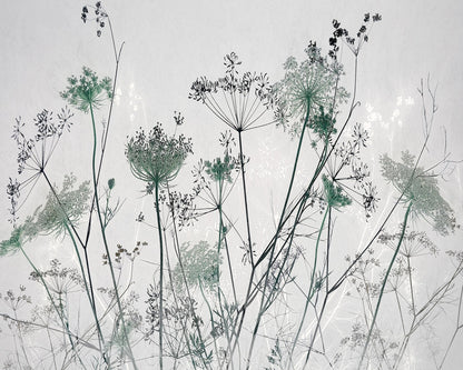 Wildflower Silhouette No1