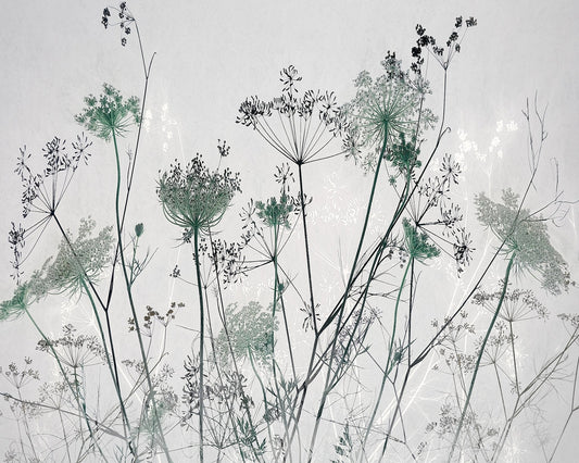 Wildflower Silhouette No1