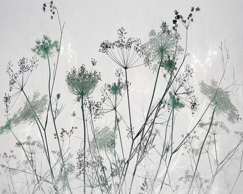 Wildflower Silhouette No1