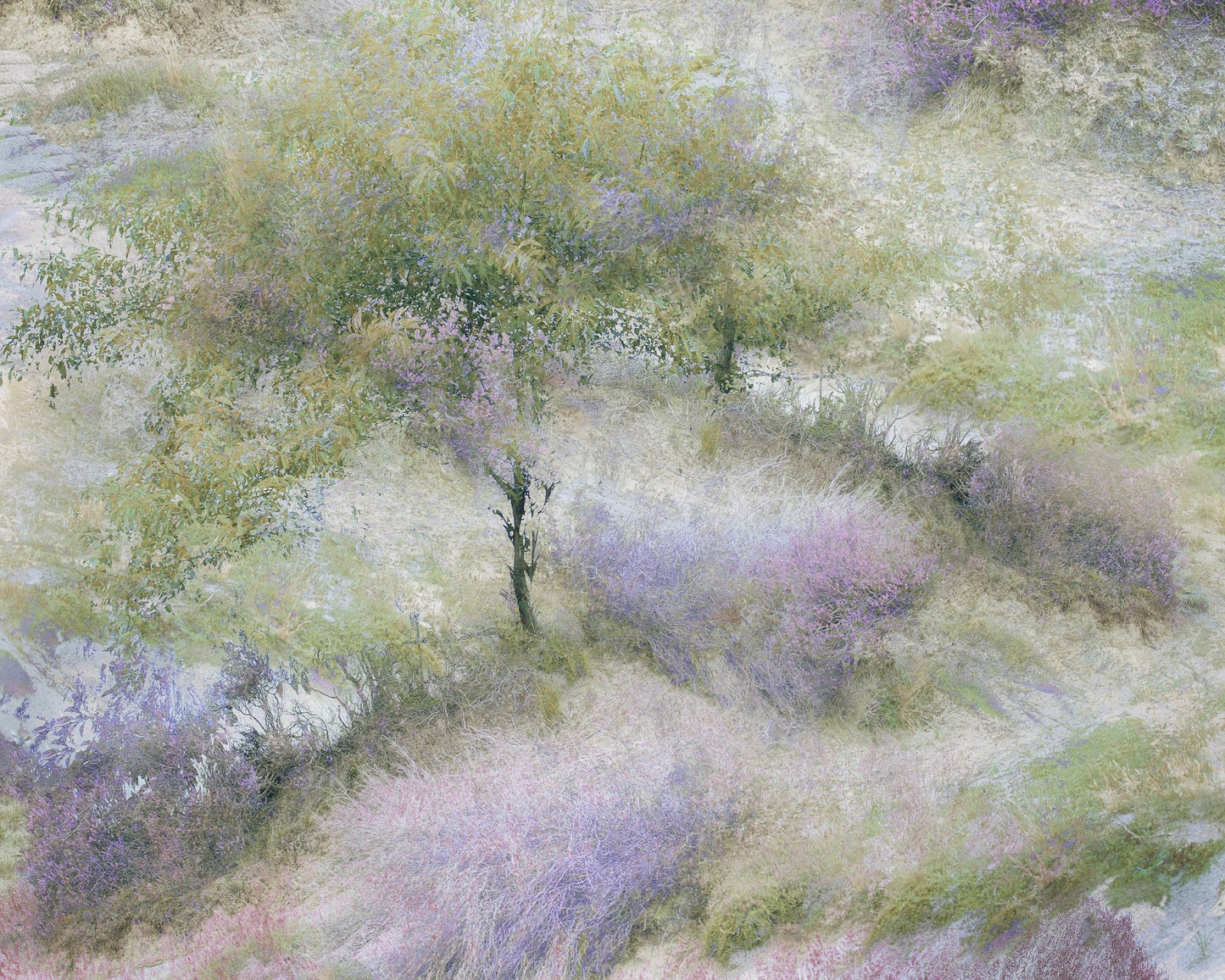 Heather Field Dream
