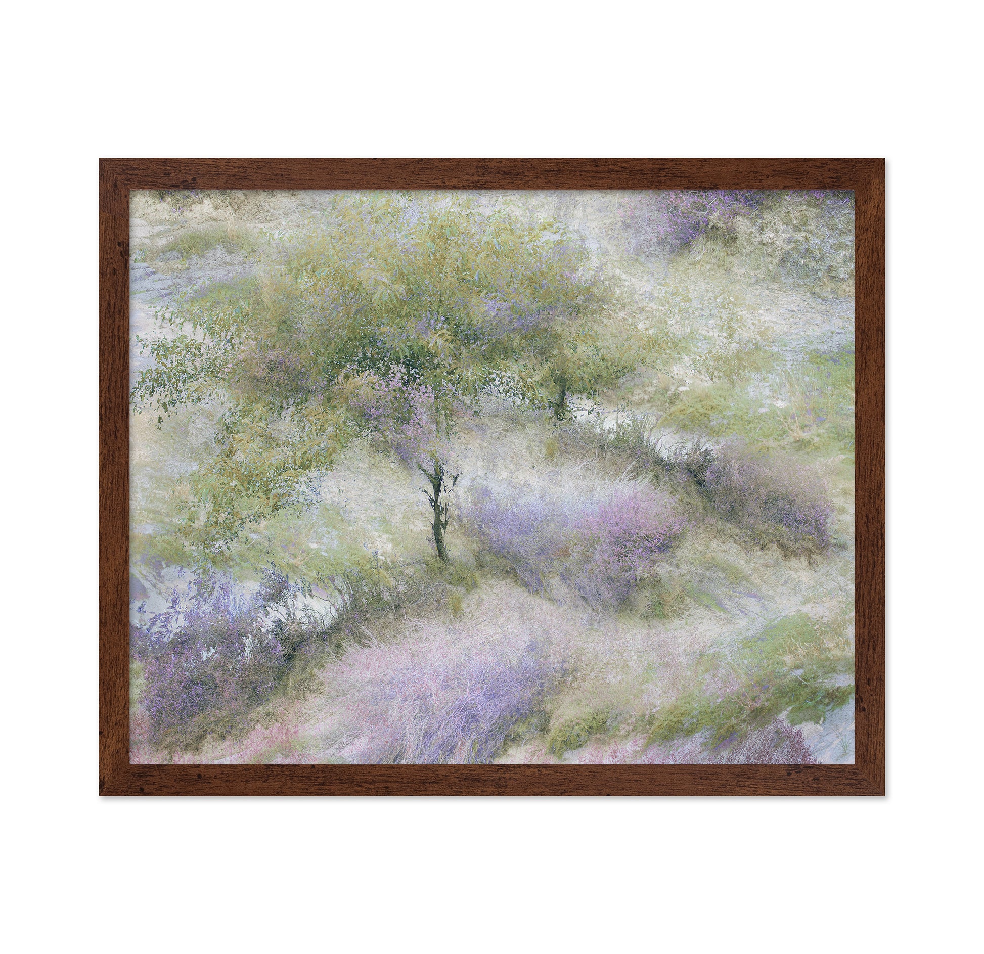 Heather Field Dream