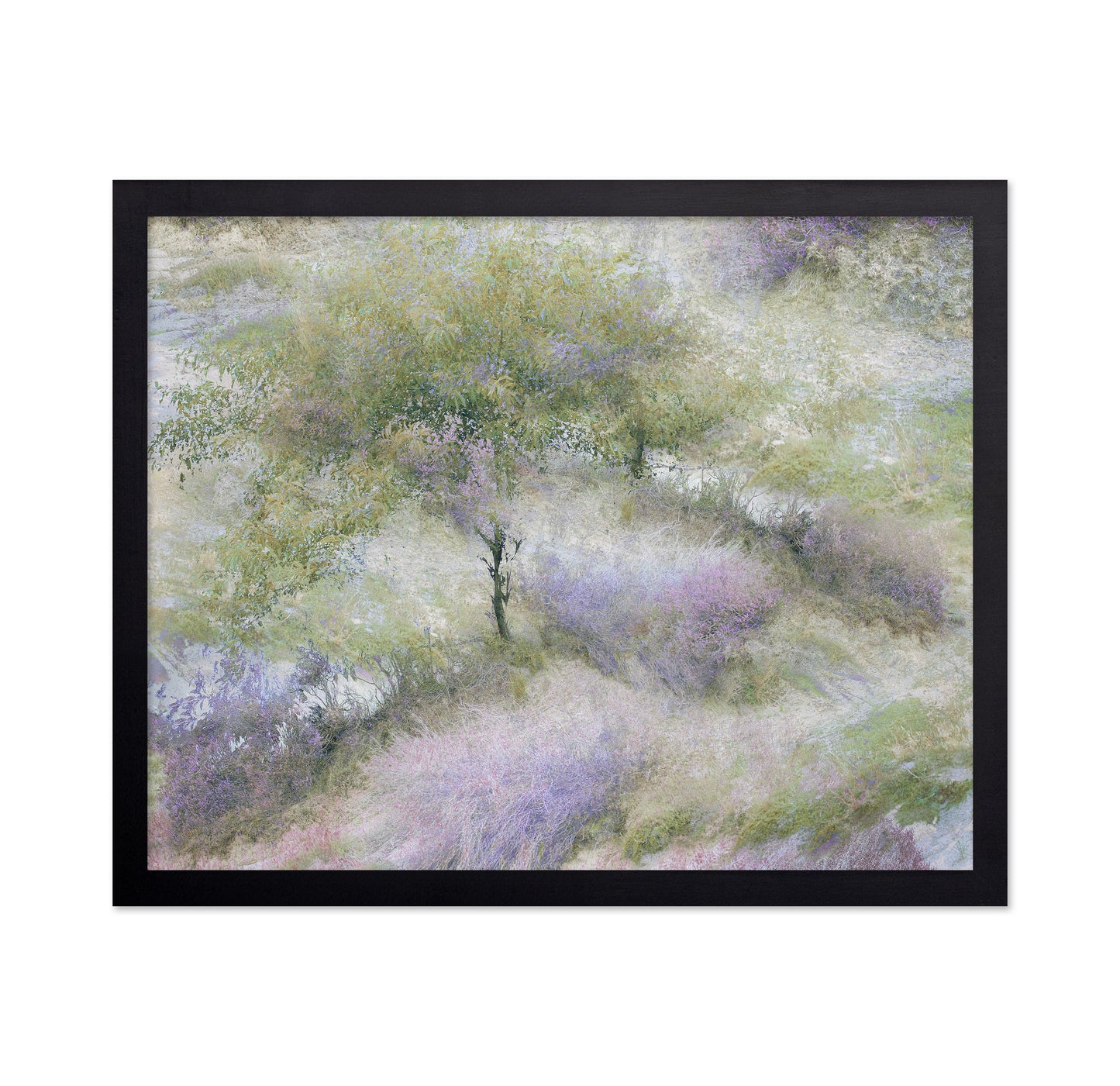 Heather Field Dream