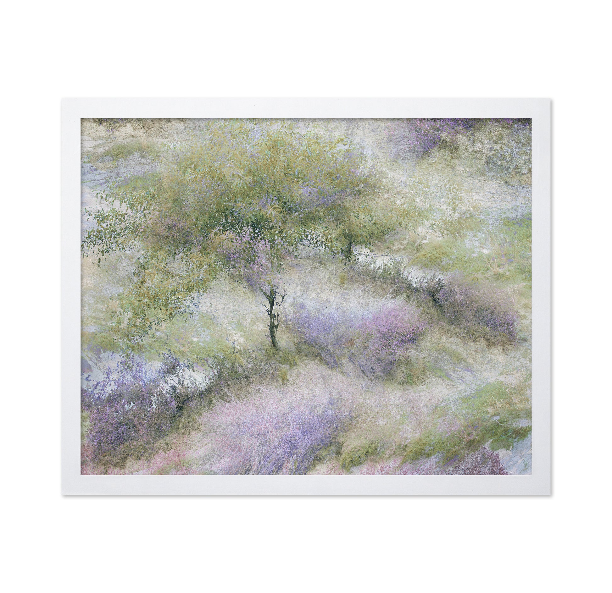 Heather Field Dream