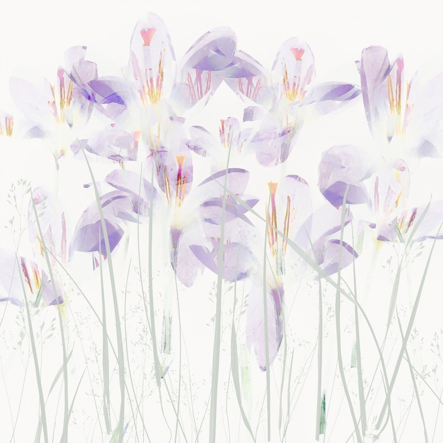 Soft Crocus Bloom