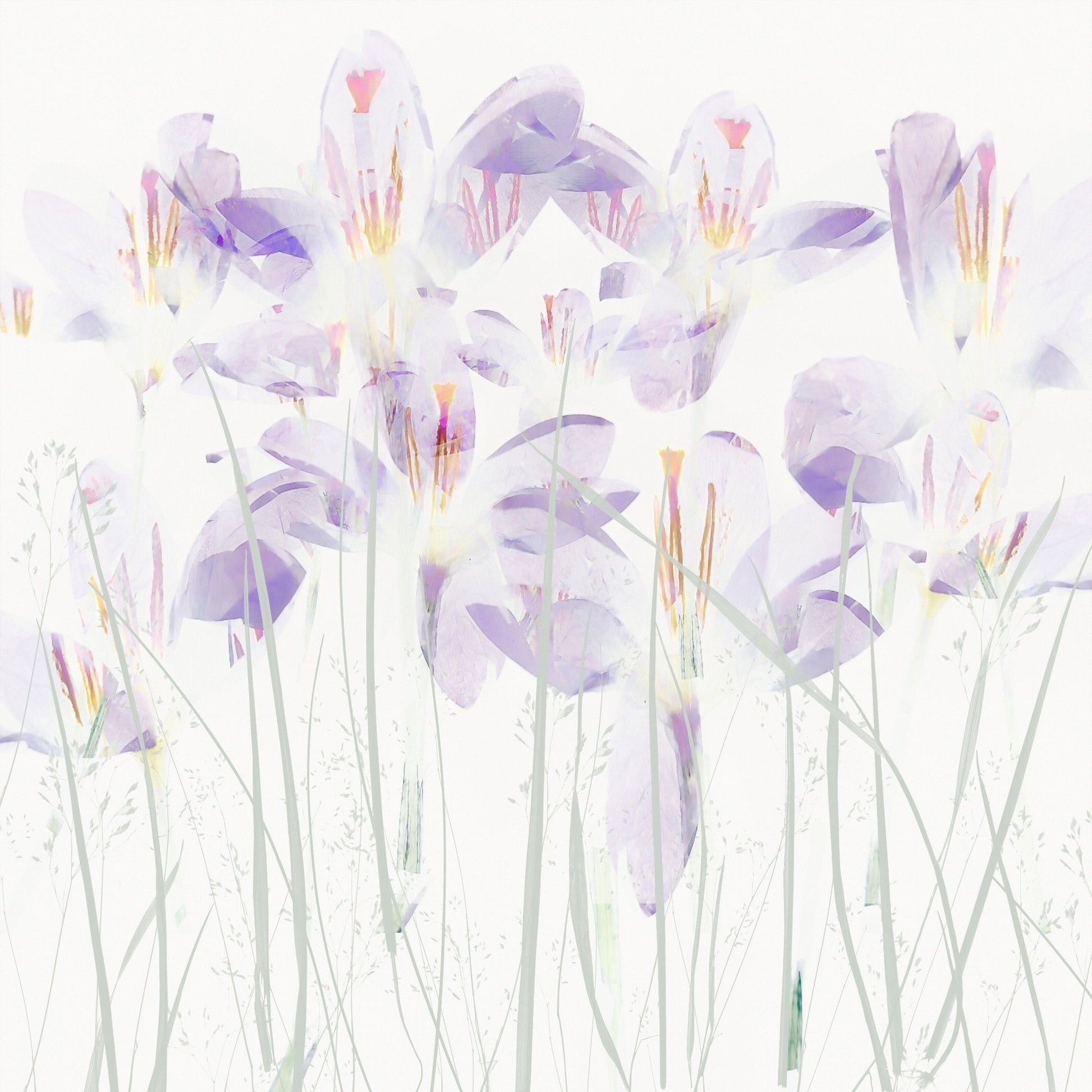 Soft Crocus Bloom