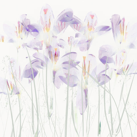 Soft Crocus Bloom