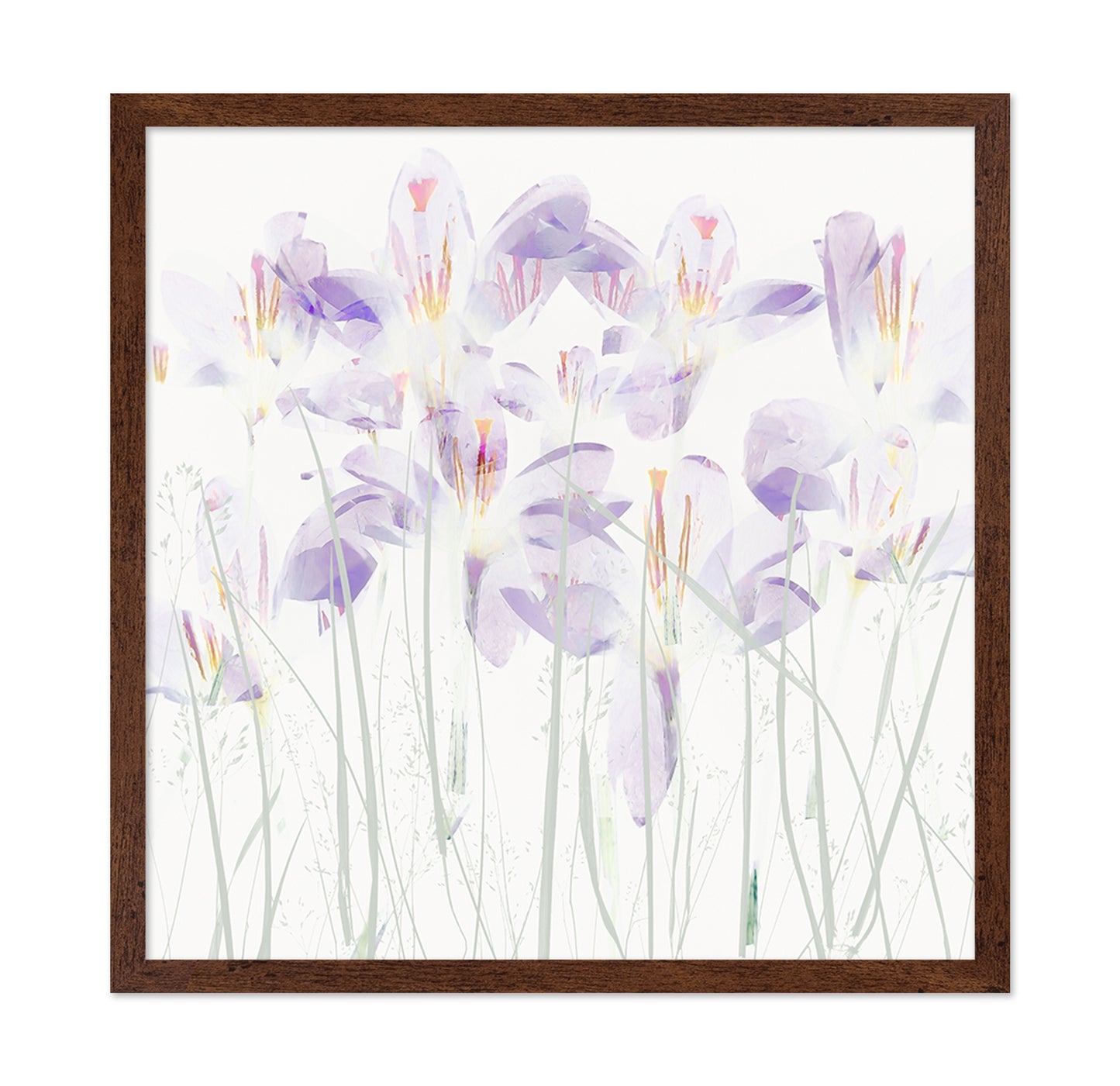 Soft Crocus Bloom
