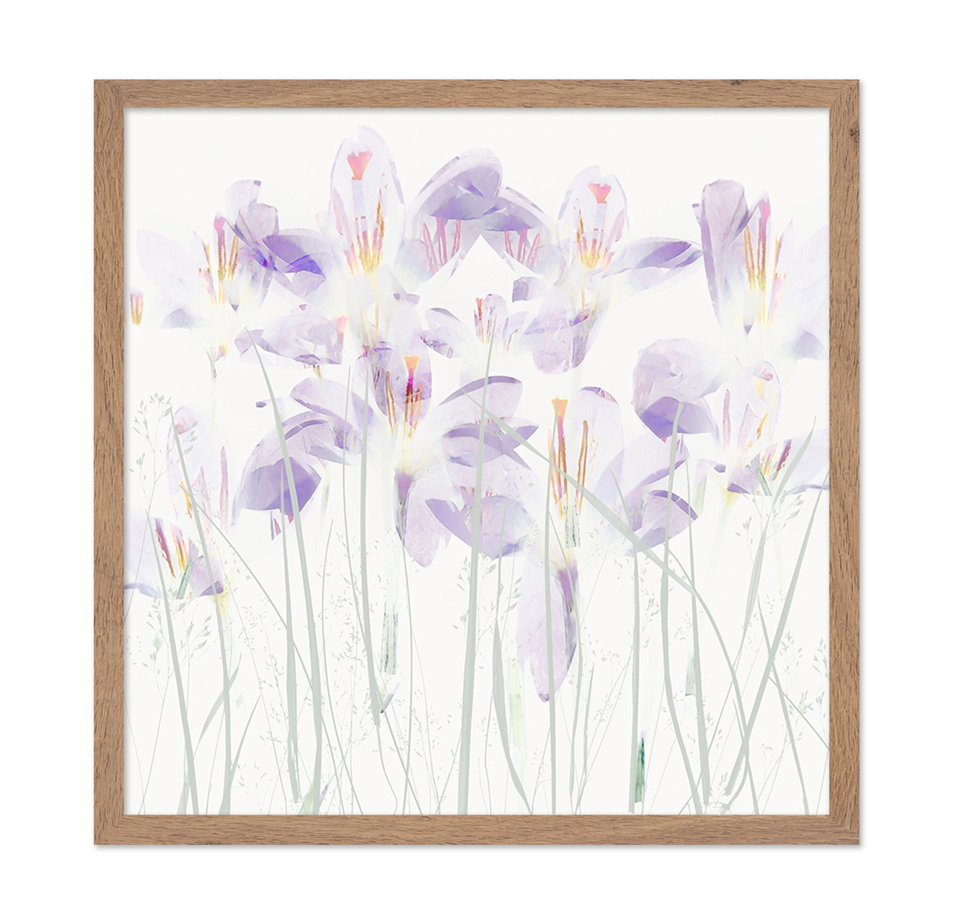 Soft Crocus Bloom