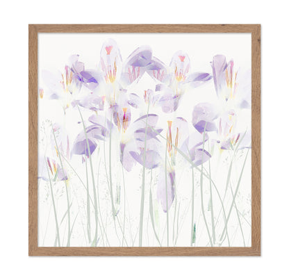 Soft Crocus Bloom