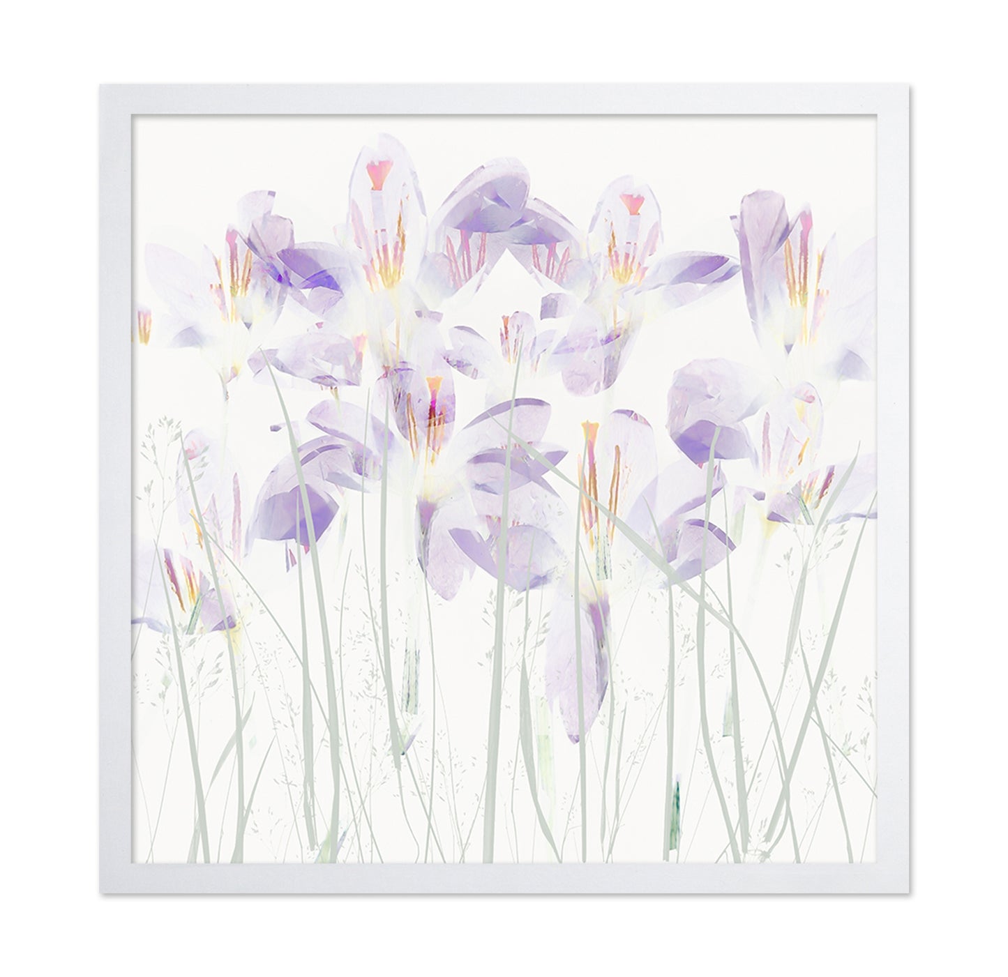 Soft Crocus Bloom