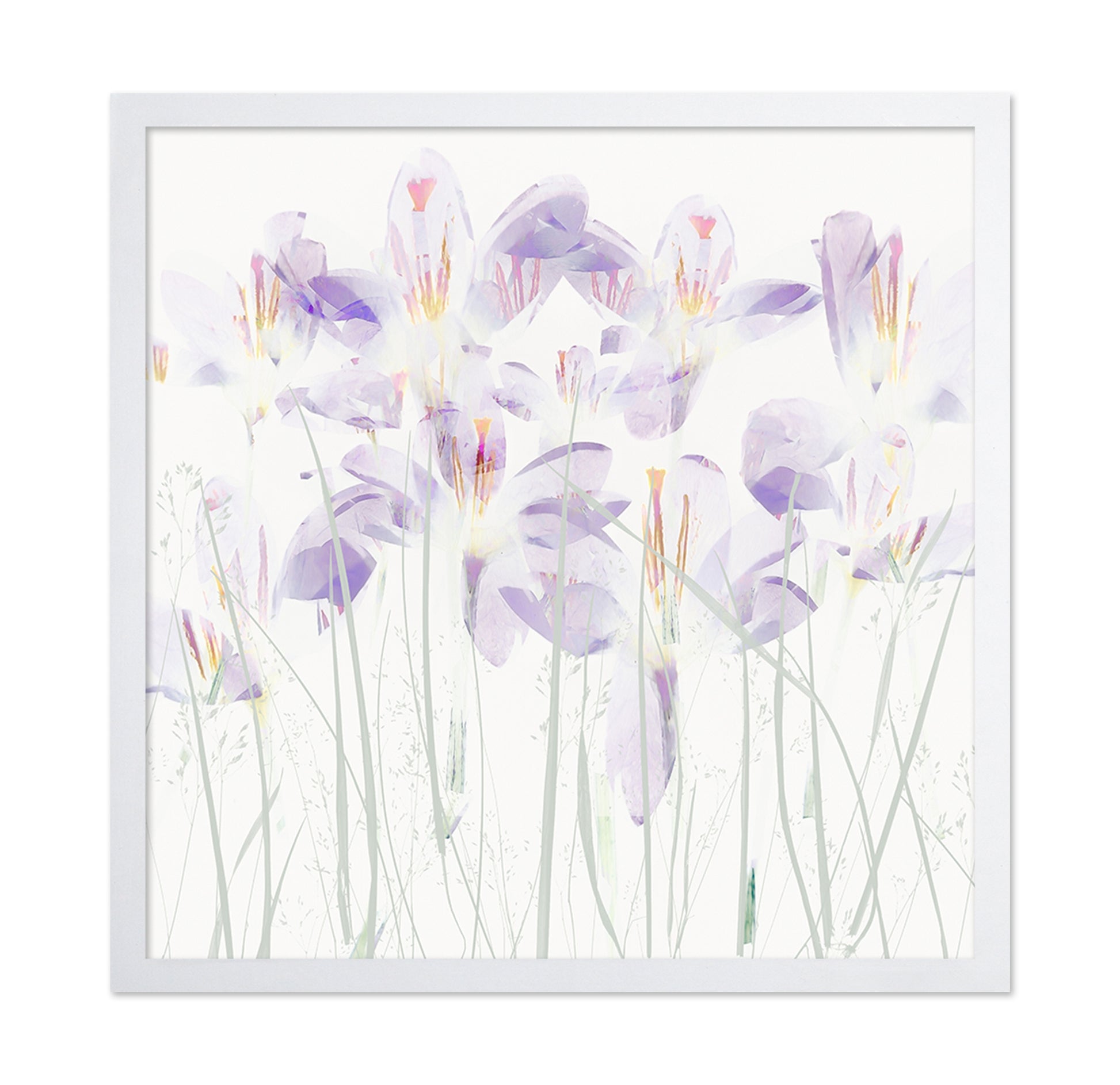 Soft Crocus Bloom