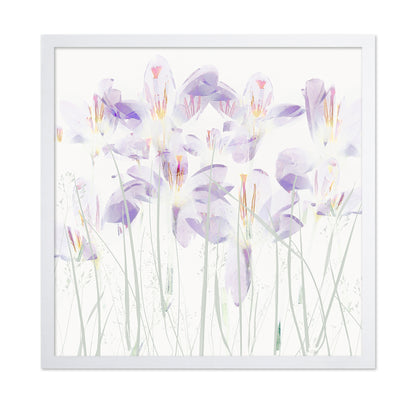 Soft Crocus Bloom