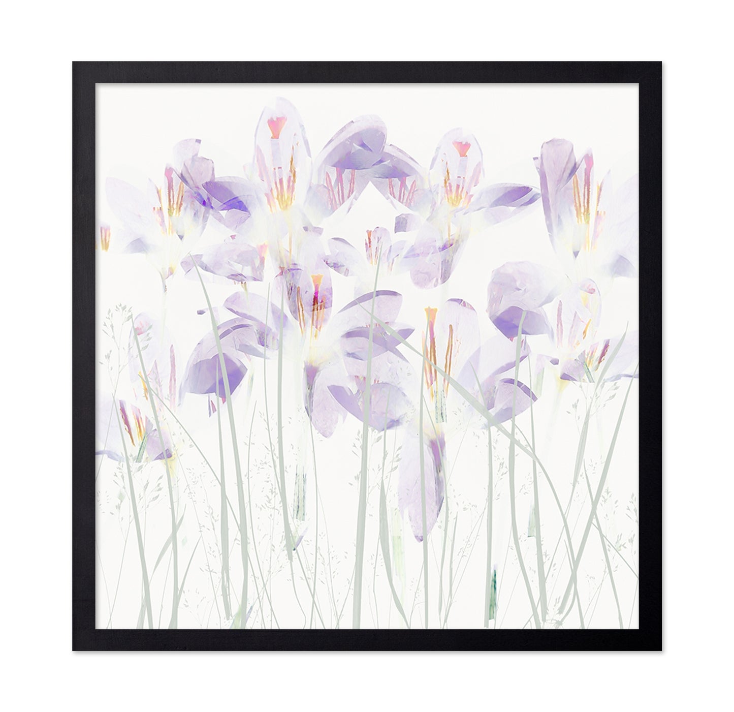 Soft Crocus Bloom