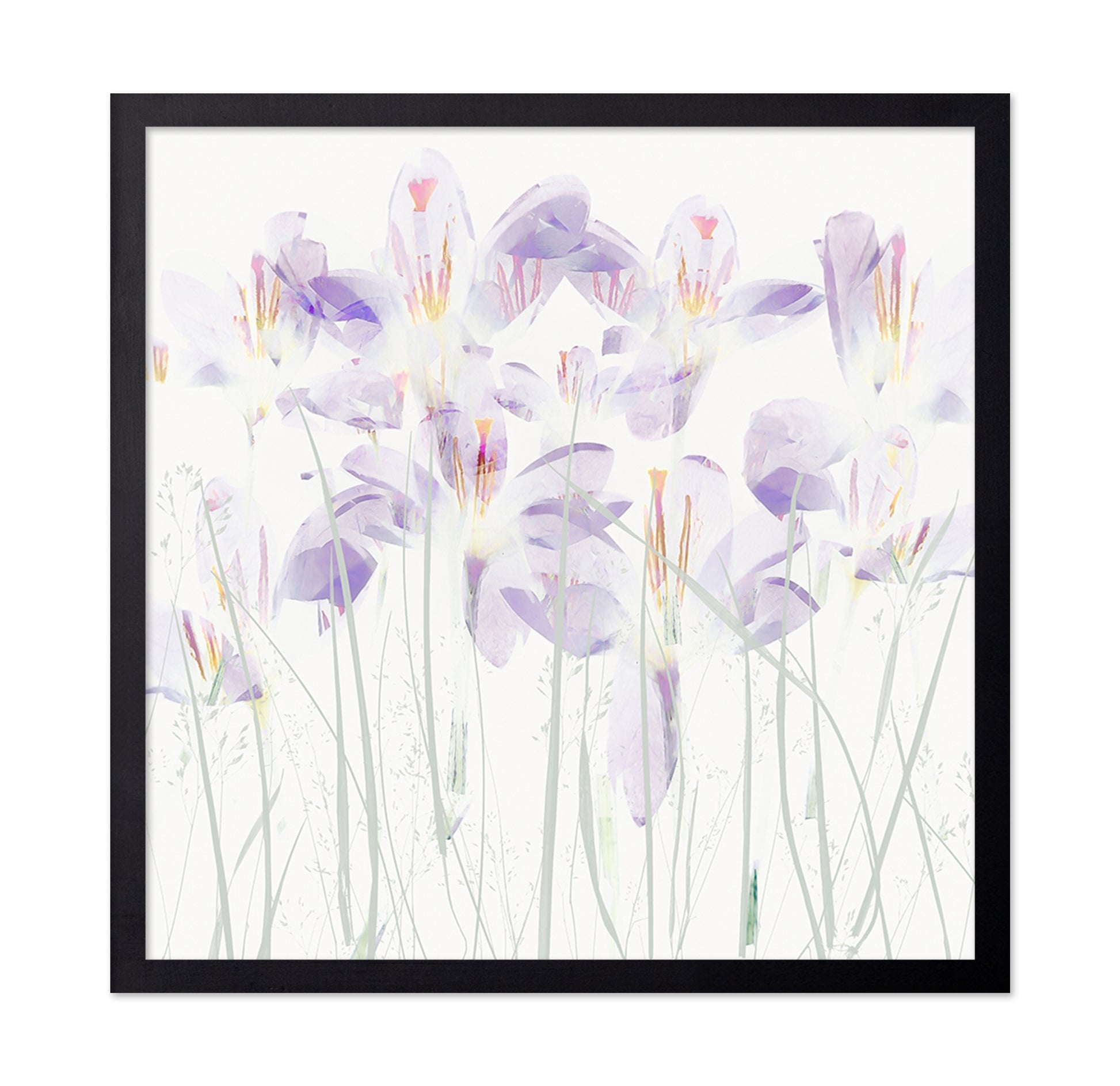 Soft Crocus Bloom