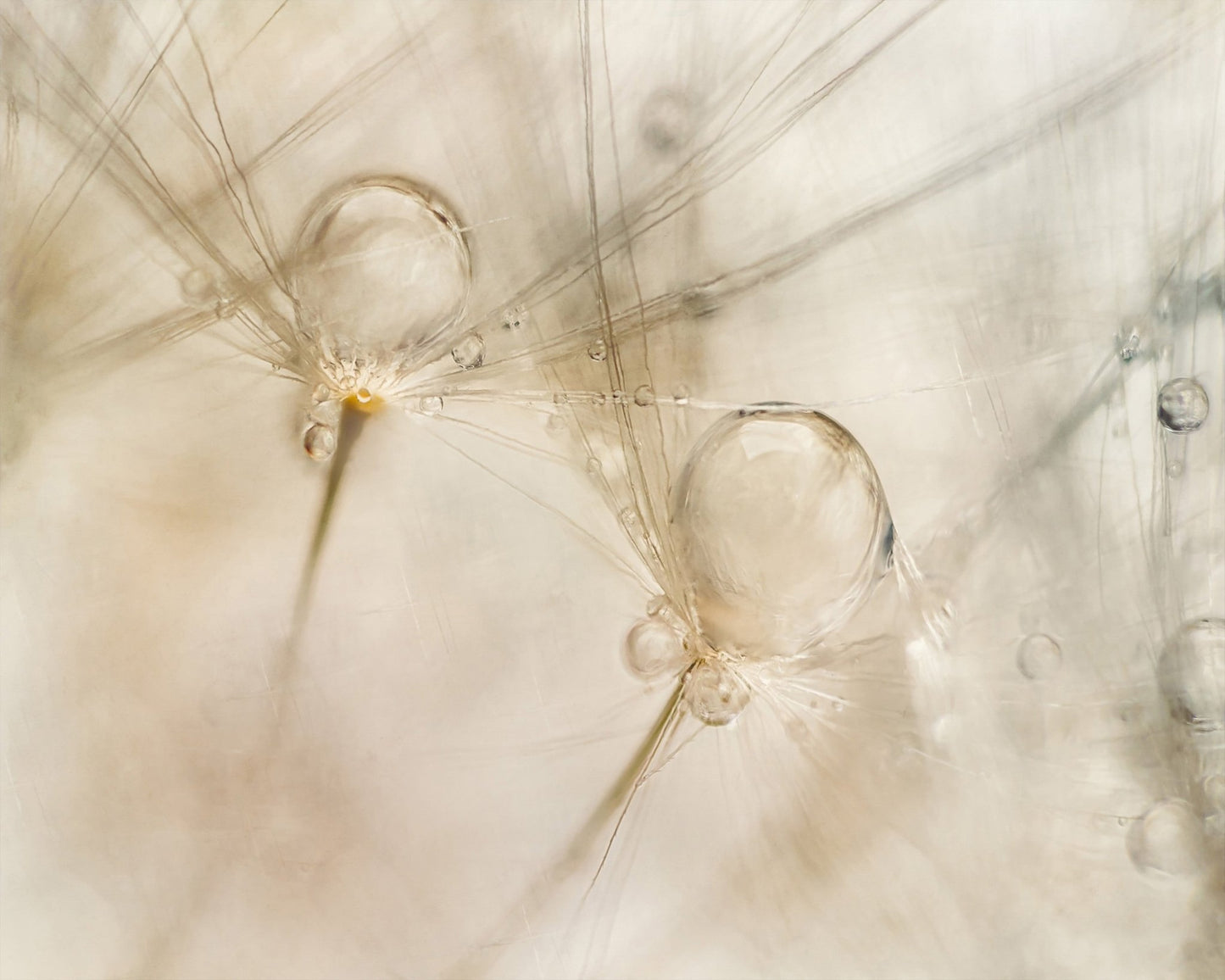 Dew Drop Details