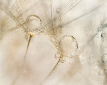 Dew Drop Details