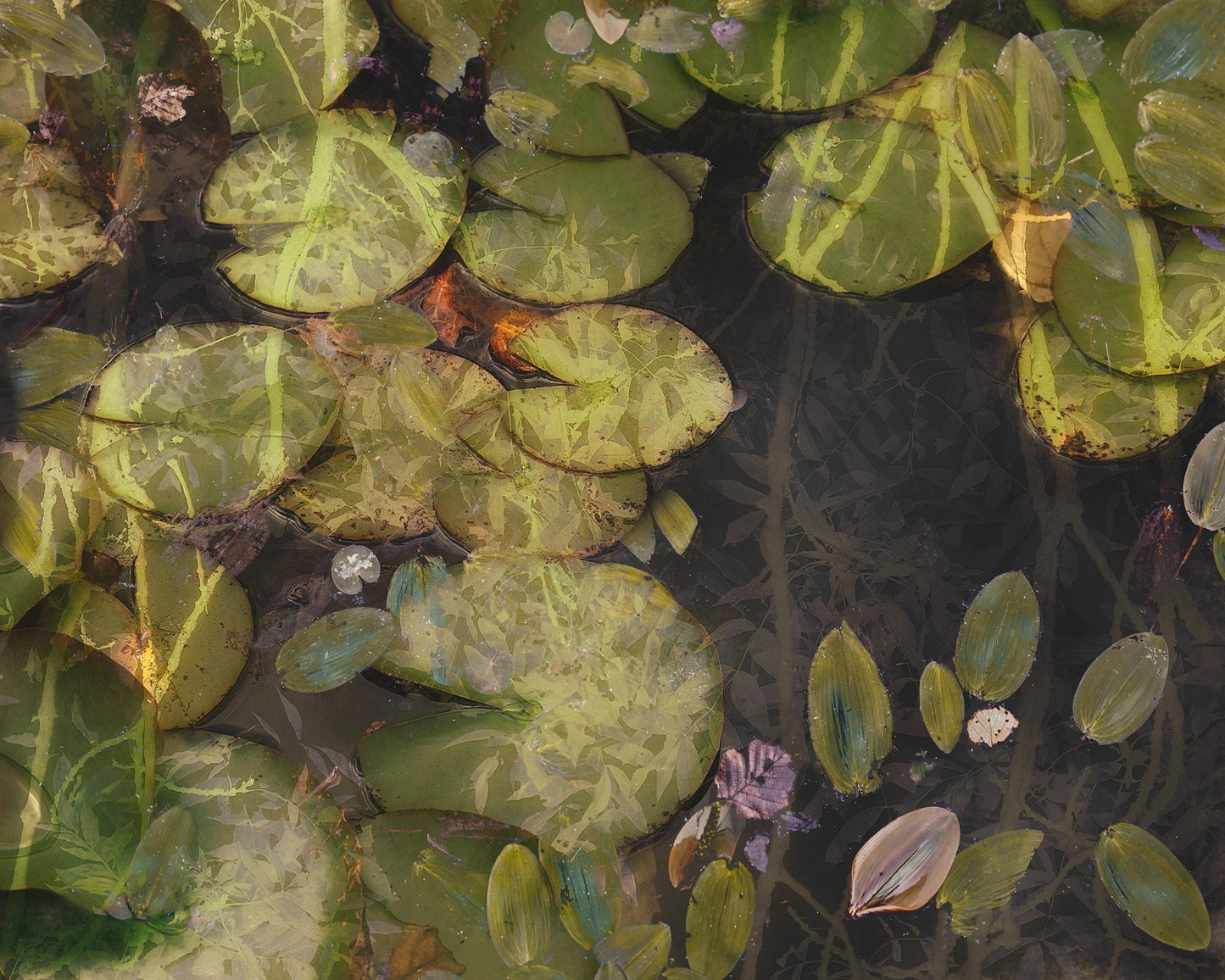 Lily Pad Reflections